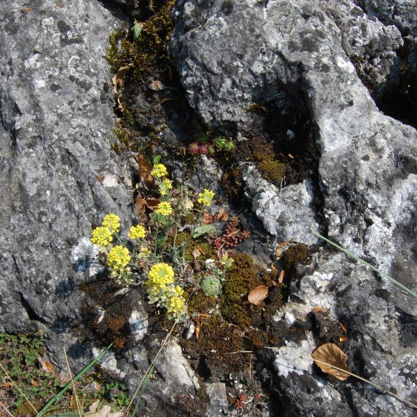 Dobrovodský kras: Skryté vápencové kráľovstvo v srdci Malých Karpát