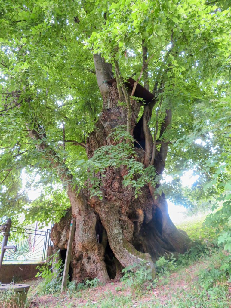 Živý strážca Kopaníc: Spoznajte 600-ročnú Lipu u Belanských v Turej Lúke