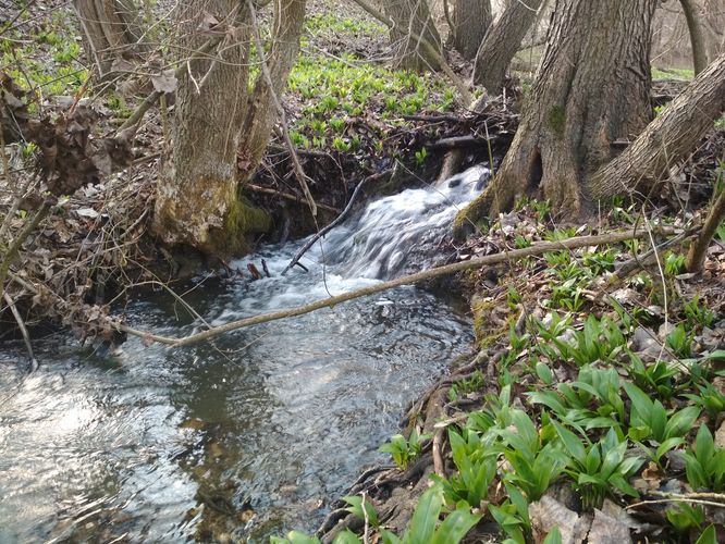 Pavúkov jarok: Skrytý raj vzácnych motýľov a lužných lesov pod Starou Turou